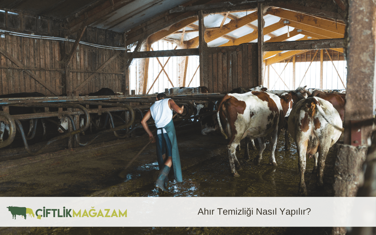 ahır temizliği