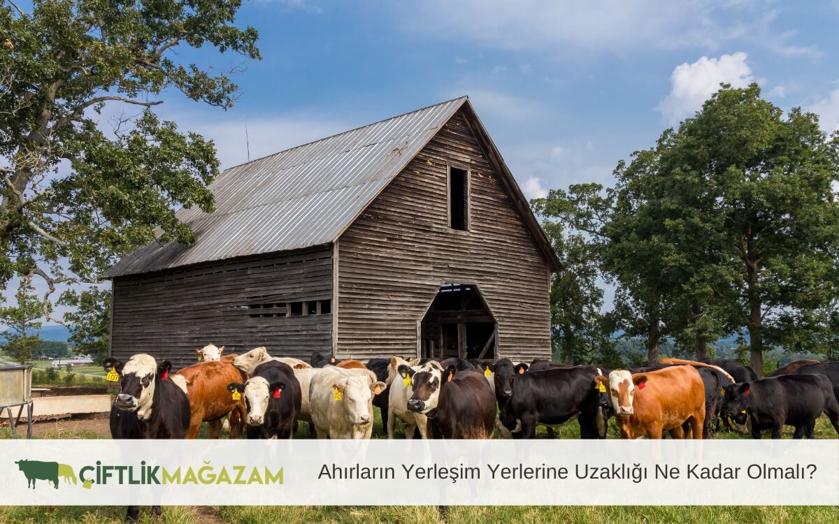 ahırların yerleşim yerlerine uzaklığı