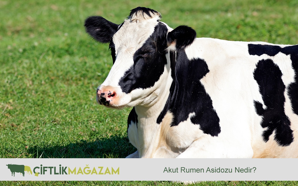 akut rumen