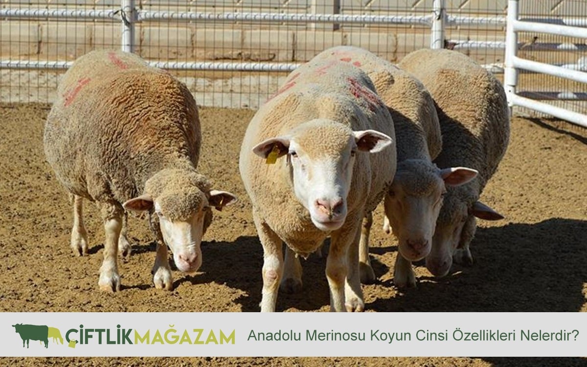 anadolu merinosu koyun