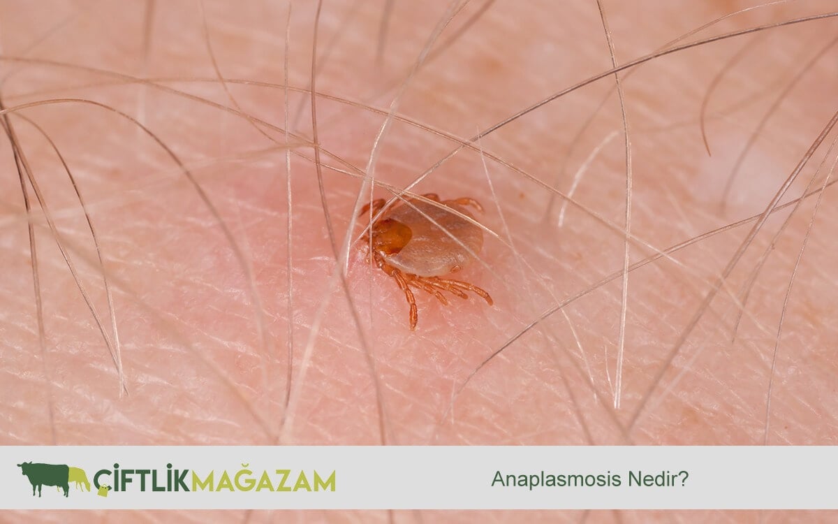 anaplasmosis hastalığı