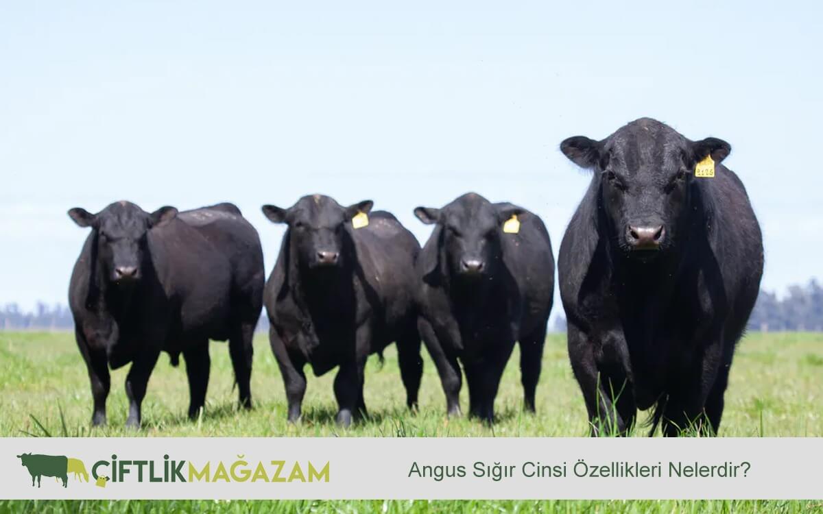 angus sığır