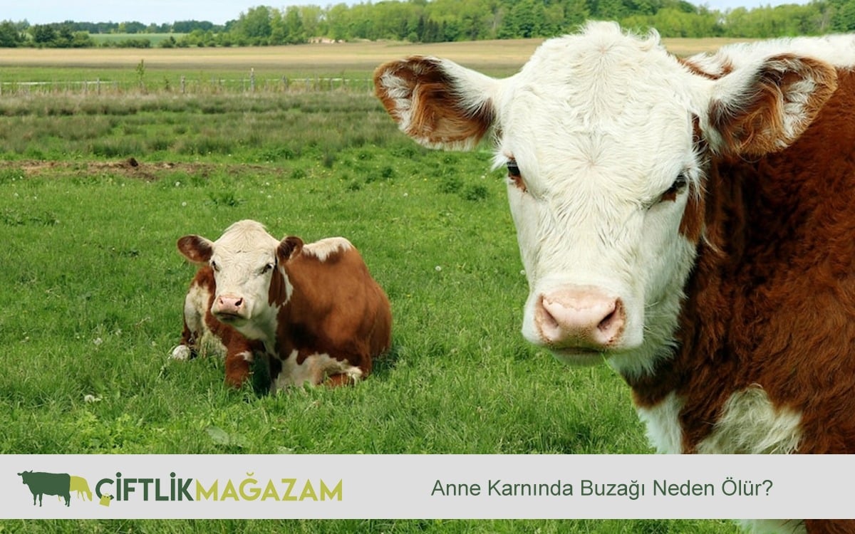 anne karnında buzağı neden ölür