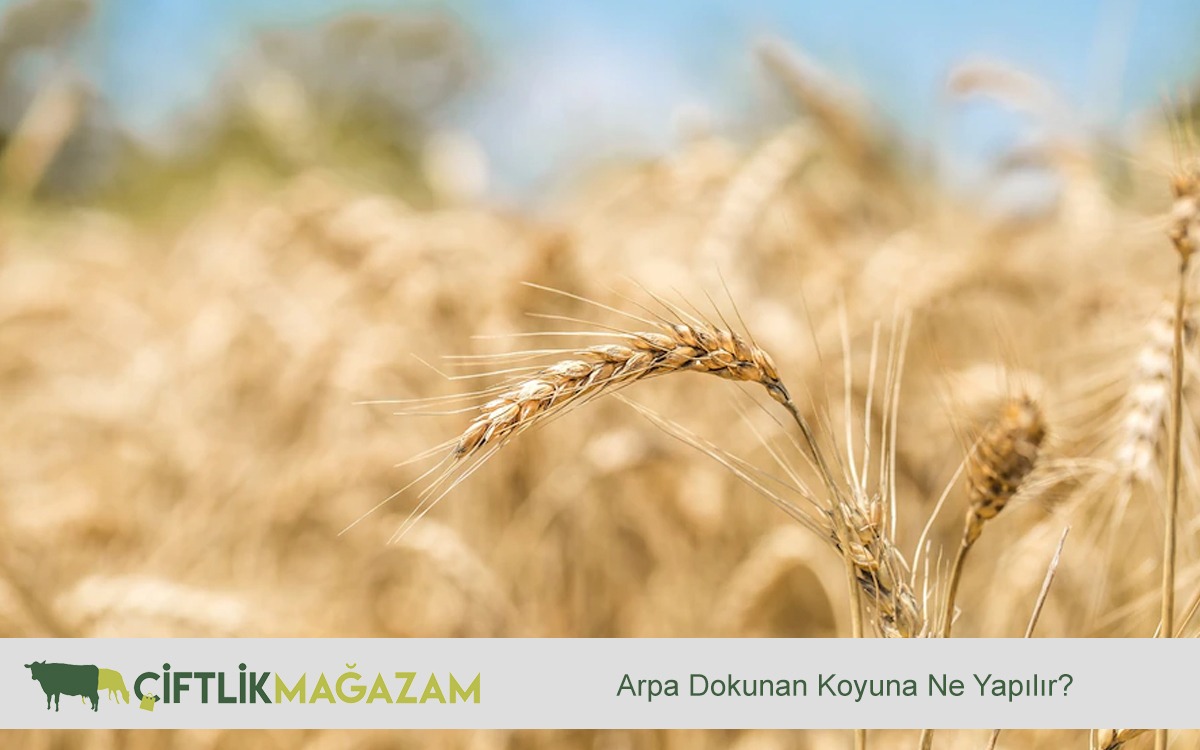 Arpa dokunan koyuna ne yapılmalıdır