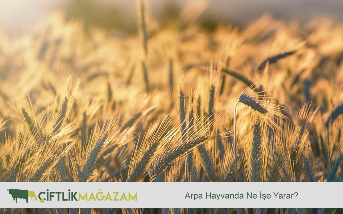 arpa hayvanda ne işe yarar