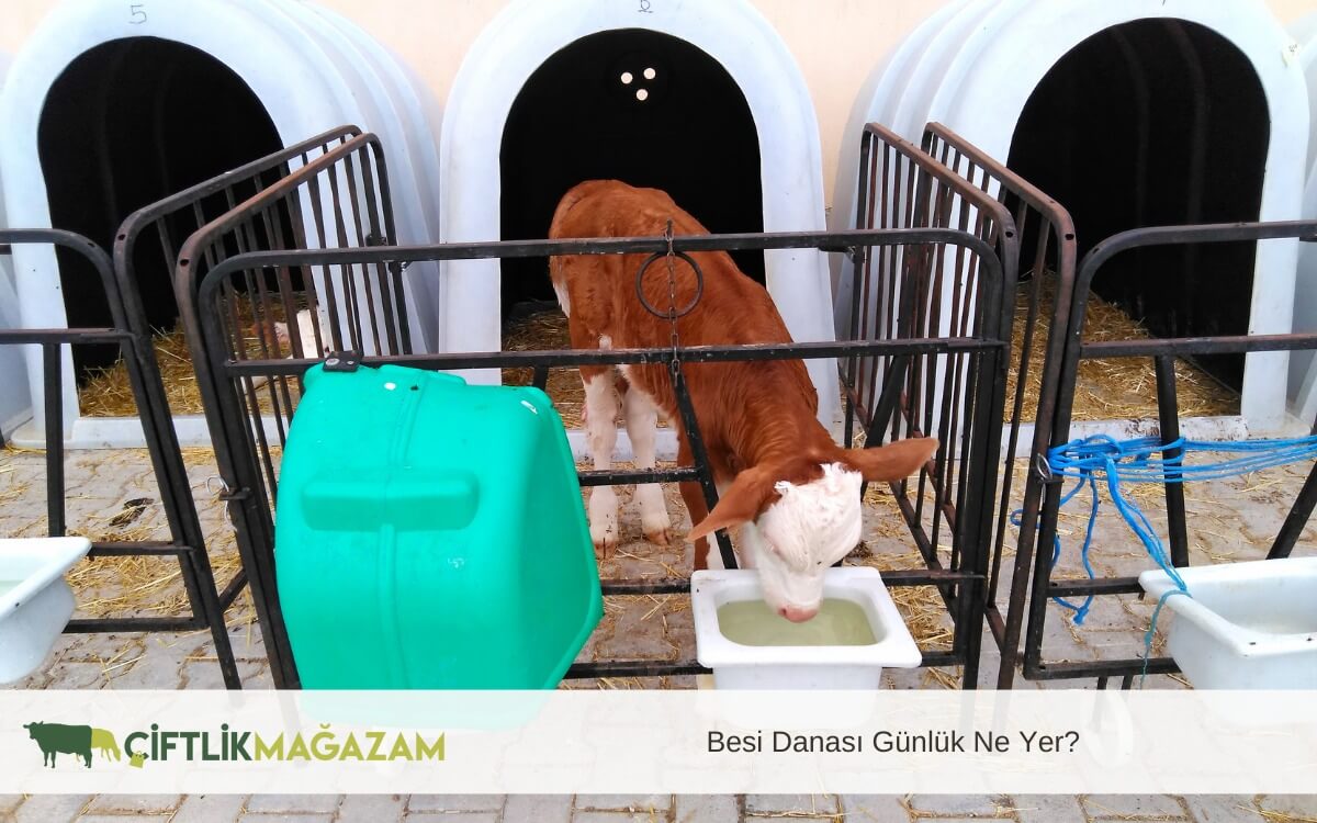 besi danası