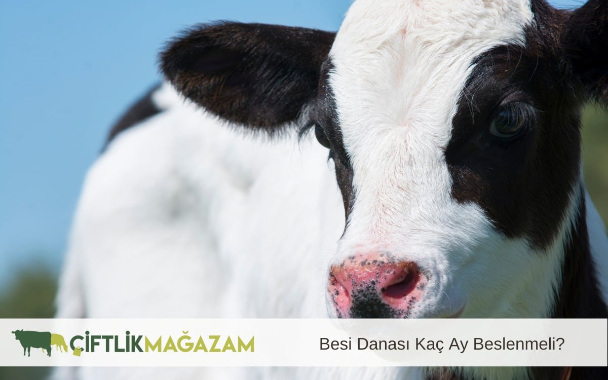 besi danası