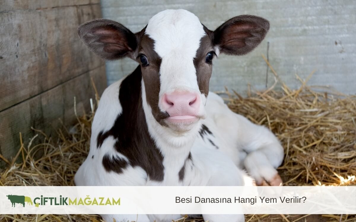 besi danasına hangi yem