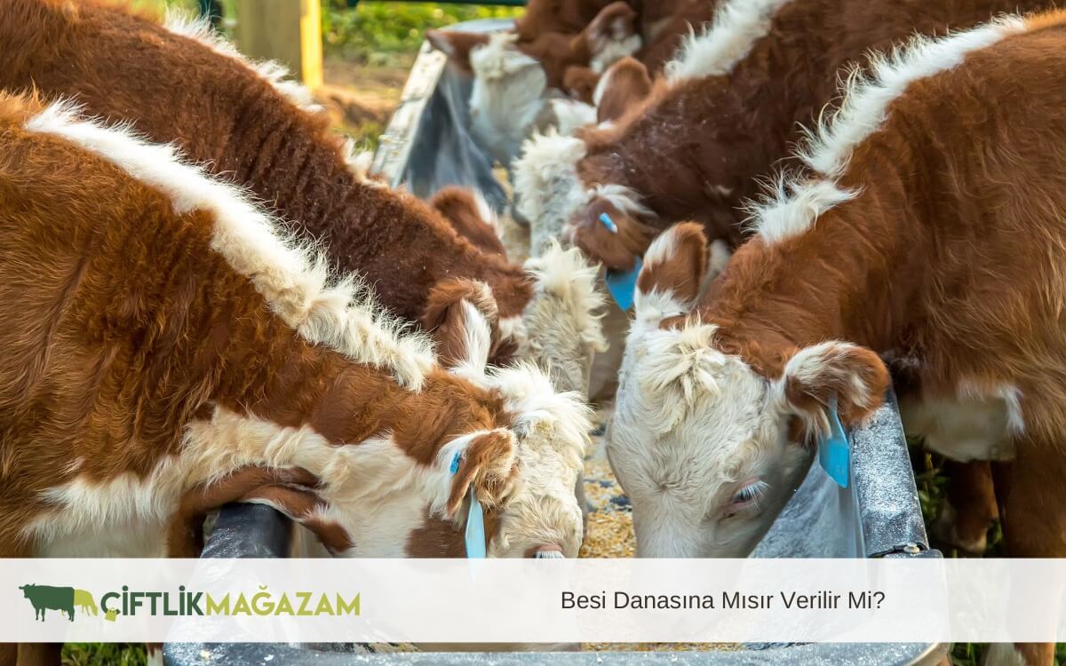 besi danası