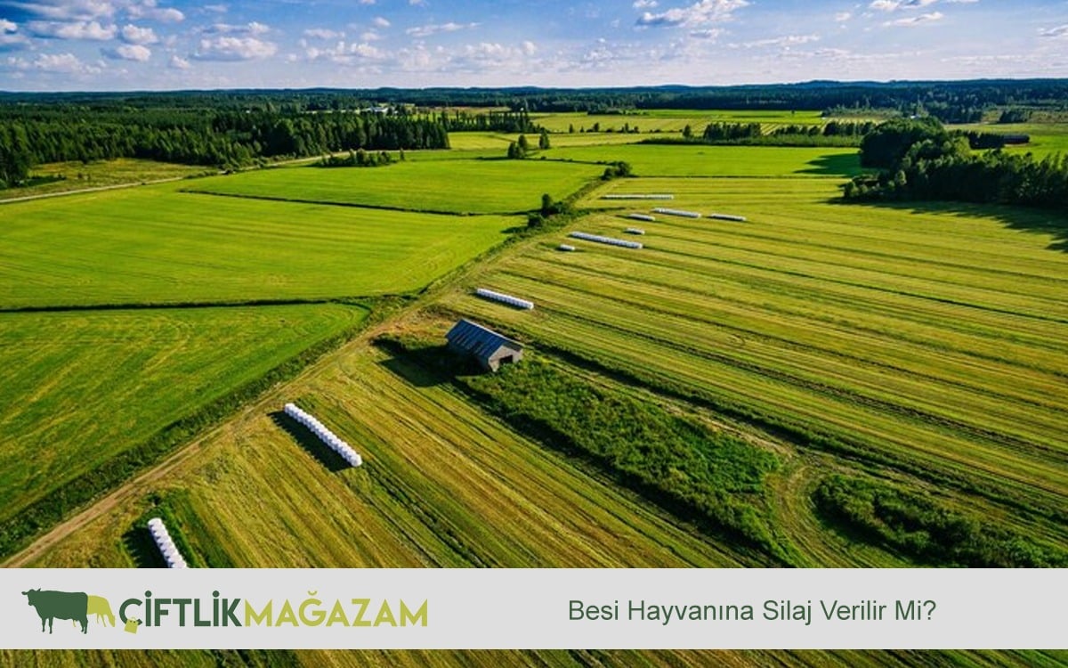 besi hayvanı