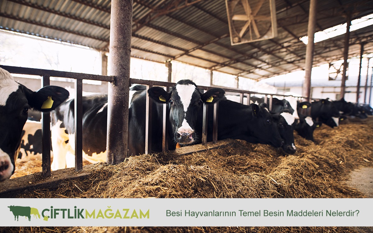 besi hayvanları