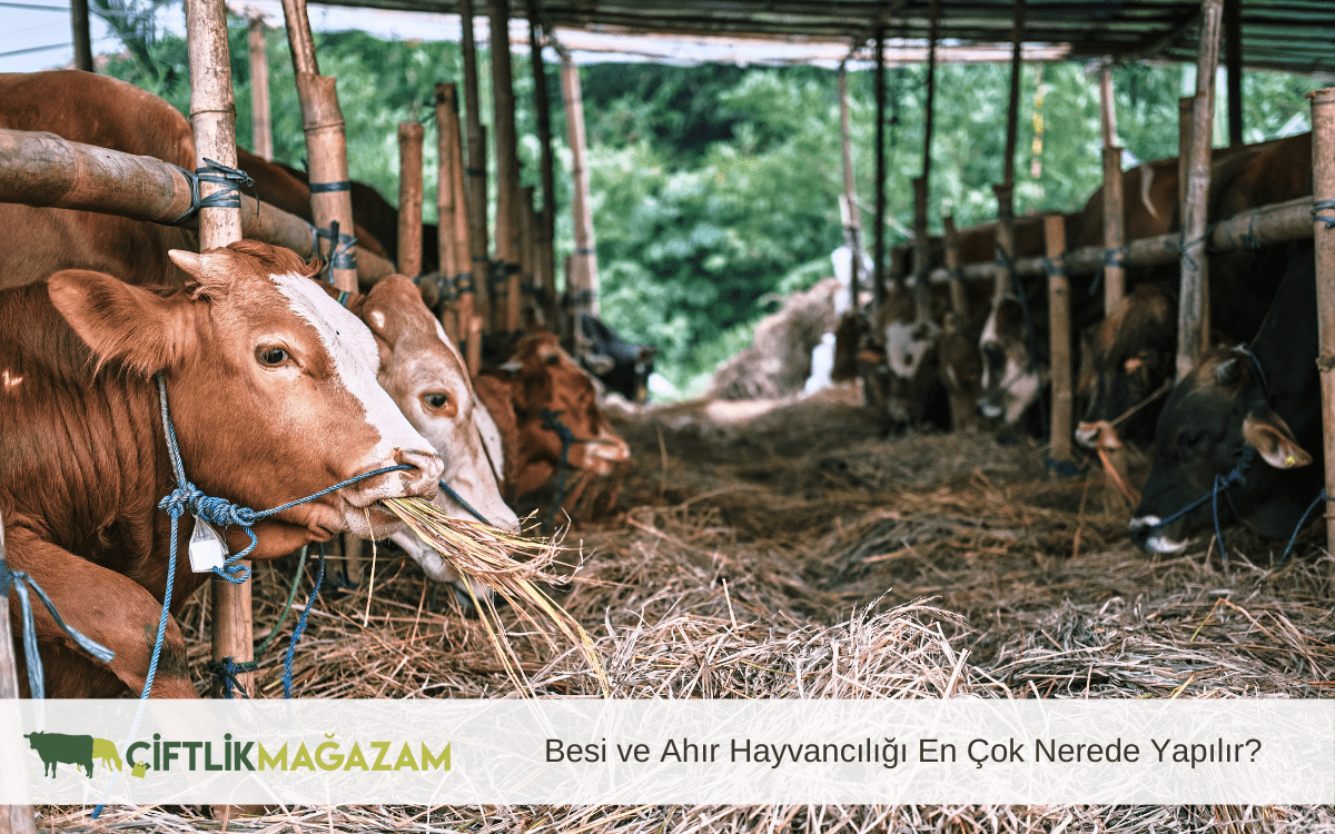 besi ve ahır hayvancılığı