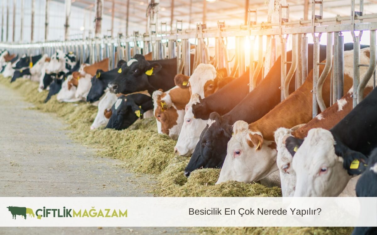 besicilik