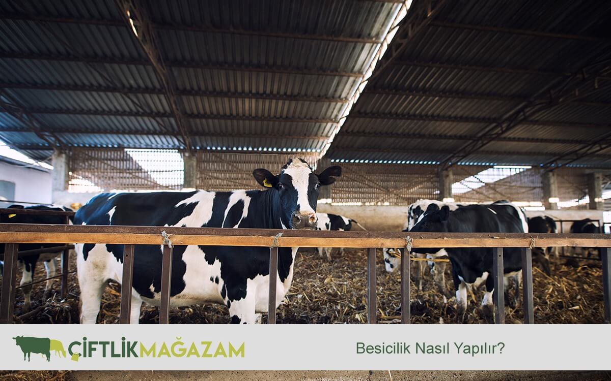 besicilik