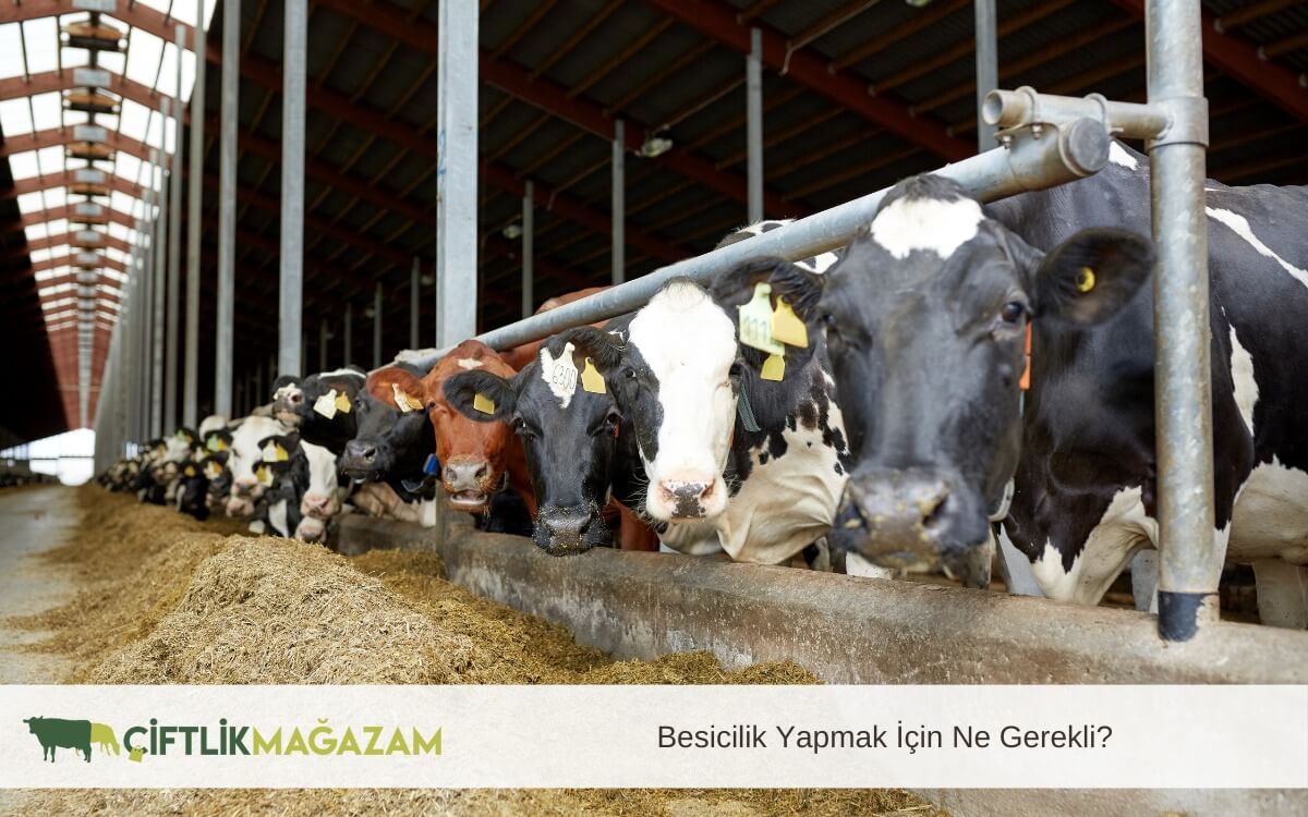 besicilik