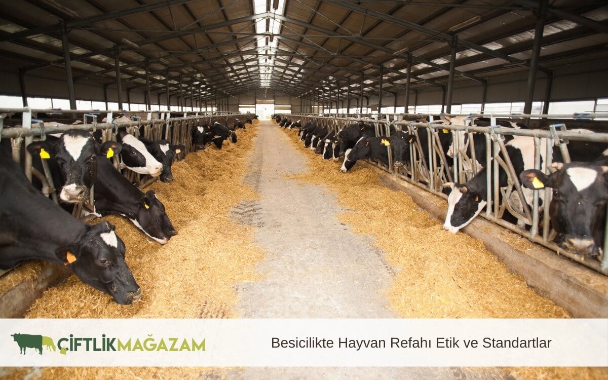 besicilikte hayvan refahı