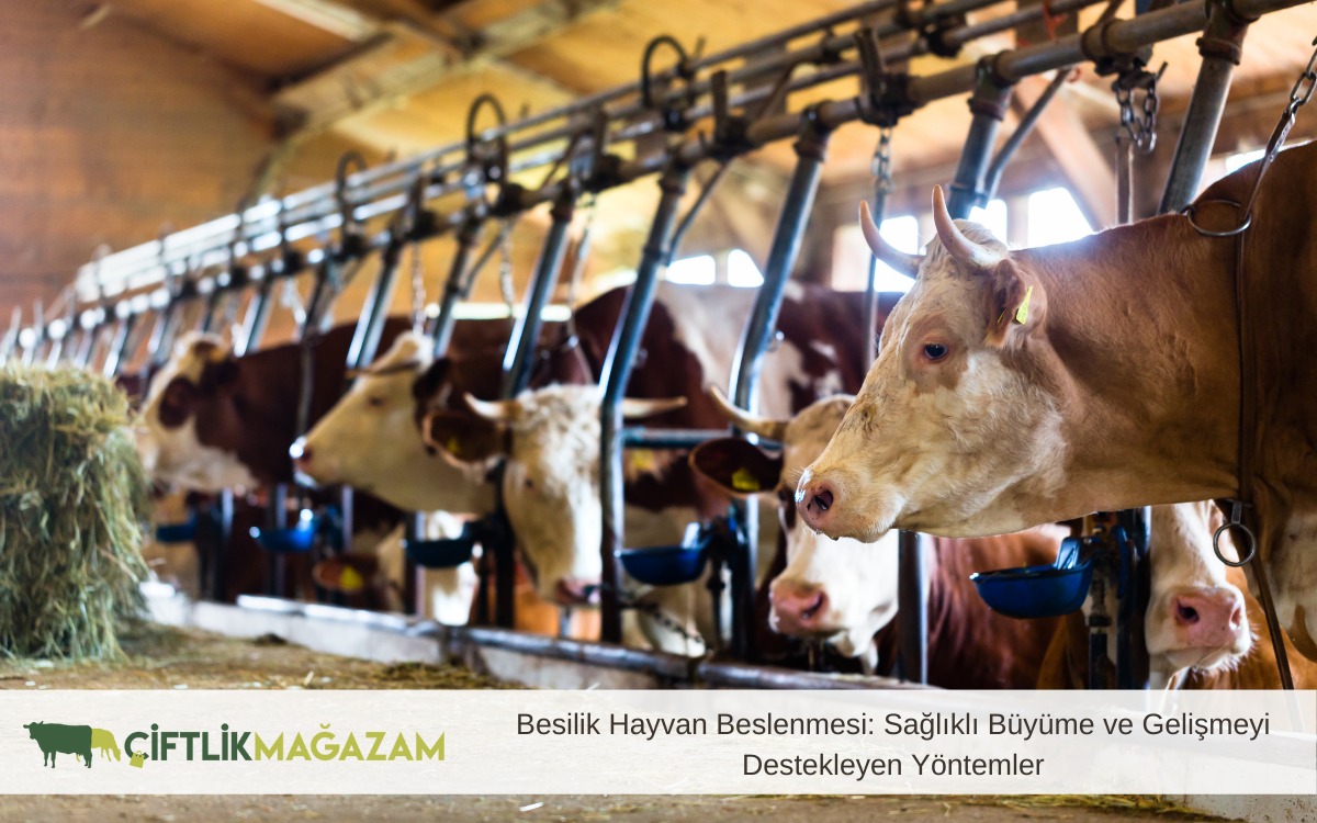 besilik hayvan besleme