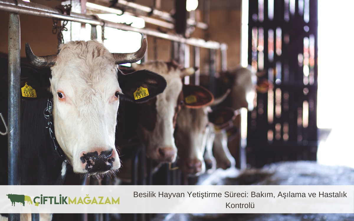 Besilik Hayvan Yetiştirme Süreci