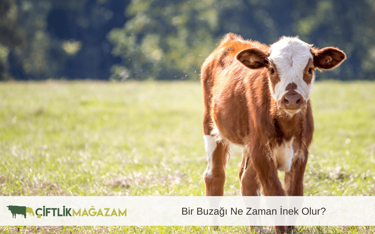 buzağı ne zaman inek olur