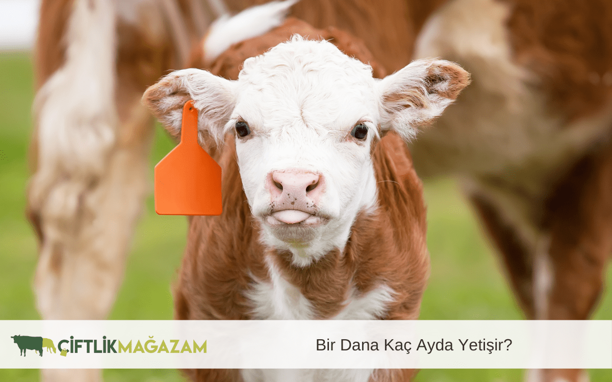 dana kaç ayda yetişir