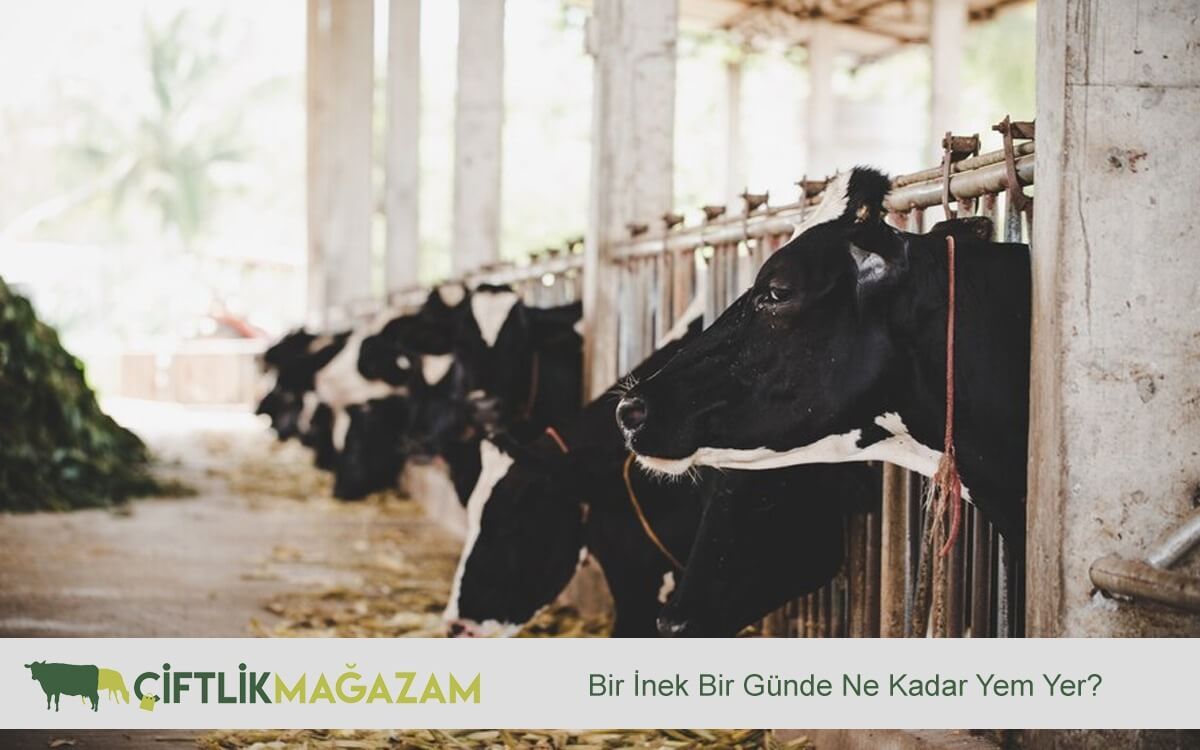 inek beslemesi