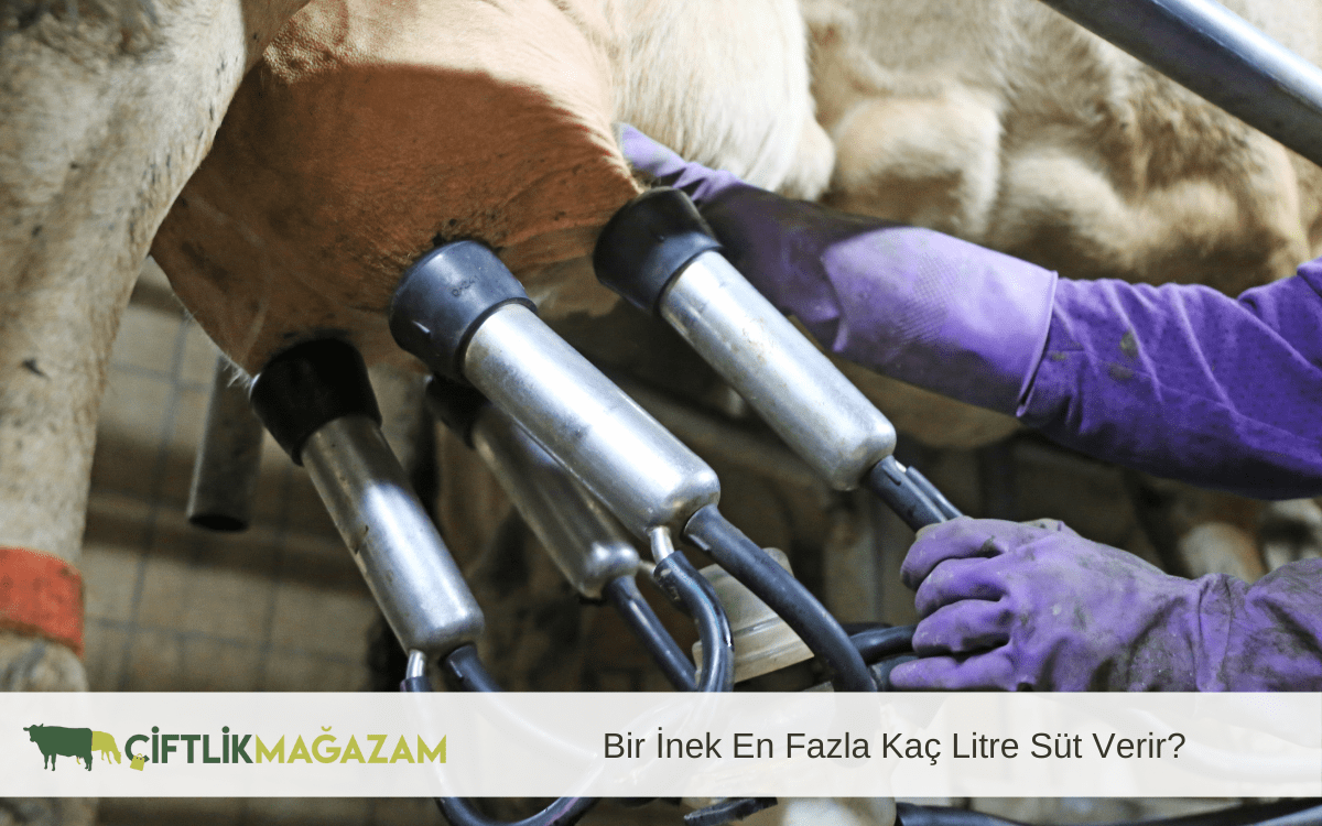 bir inek en fazla kaç litre süt verir