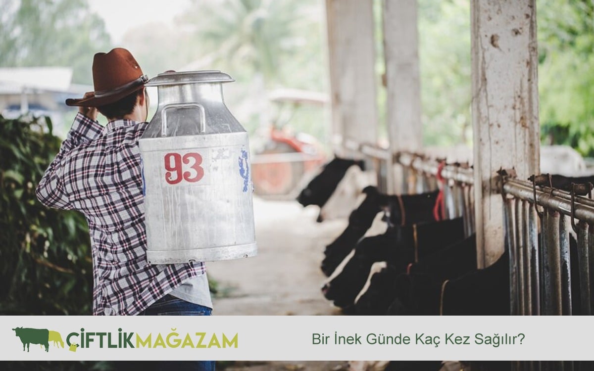 inek günde kaç kez sağılır
