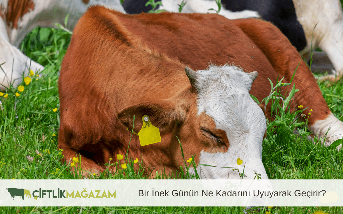 inek günün ne kadarını uyuyarak geçirir