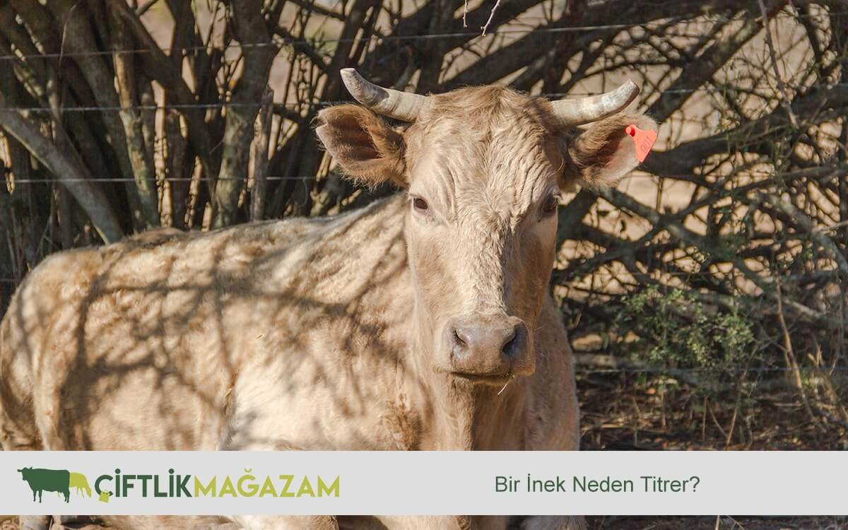 asi styla 2 porno türk genç