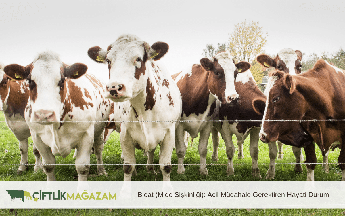 Bloat (Mide Şişkinliği): Acil Müdahale Gerektiren Hayati Durum