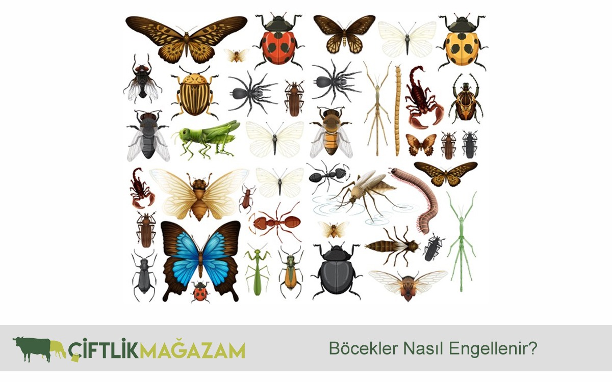 böcekler