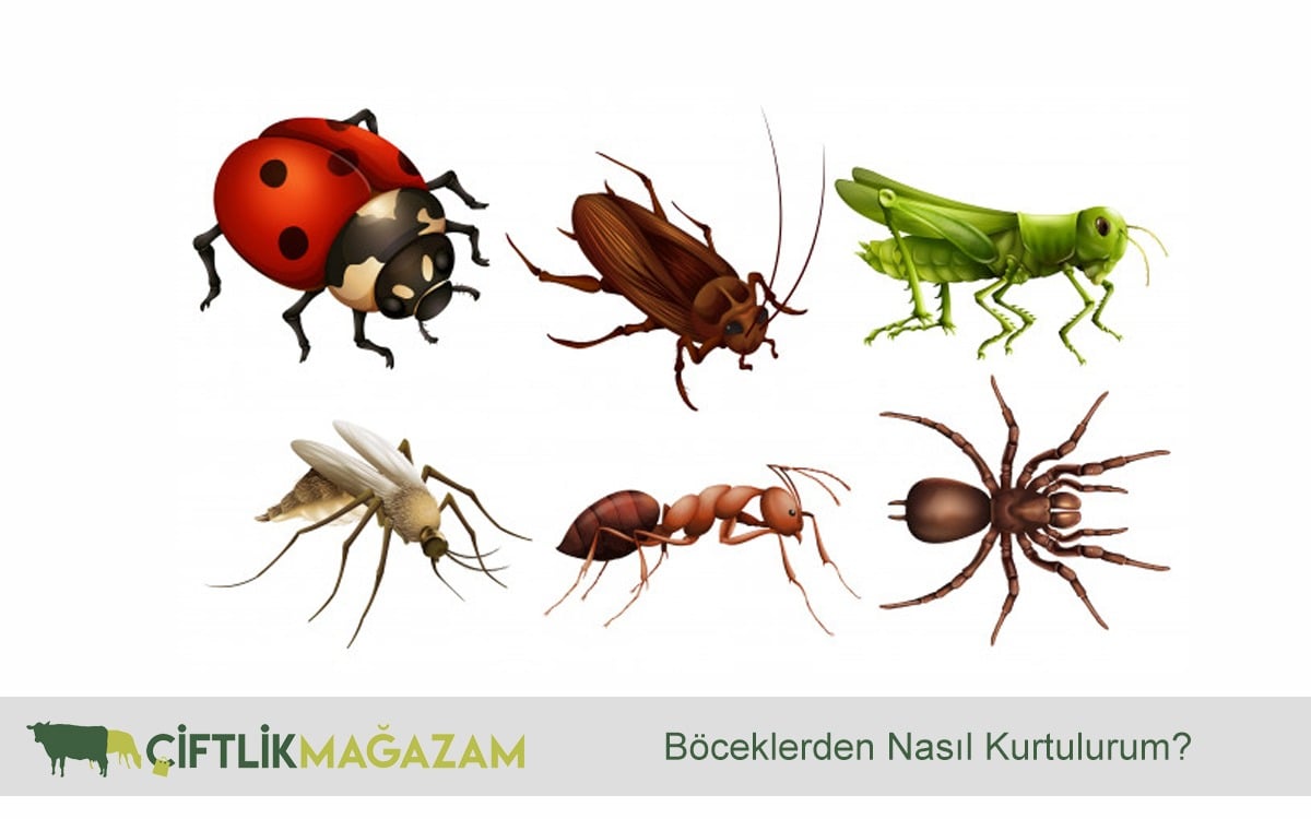böcekler