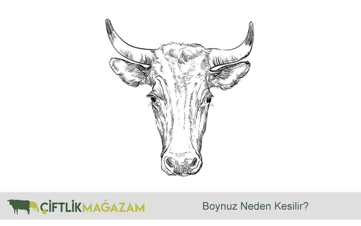 boynuz kesimi