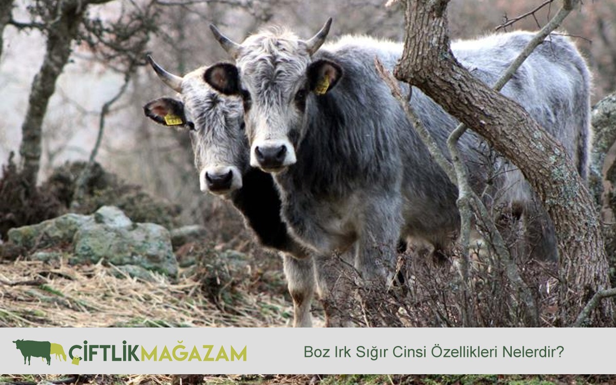 boz ırk sığır
