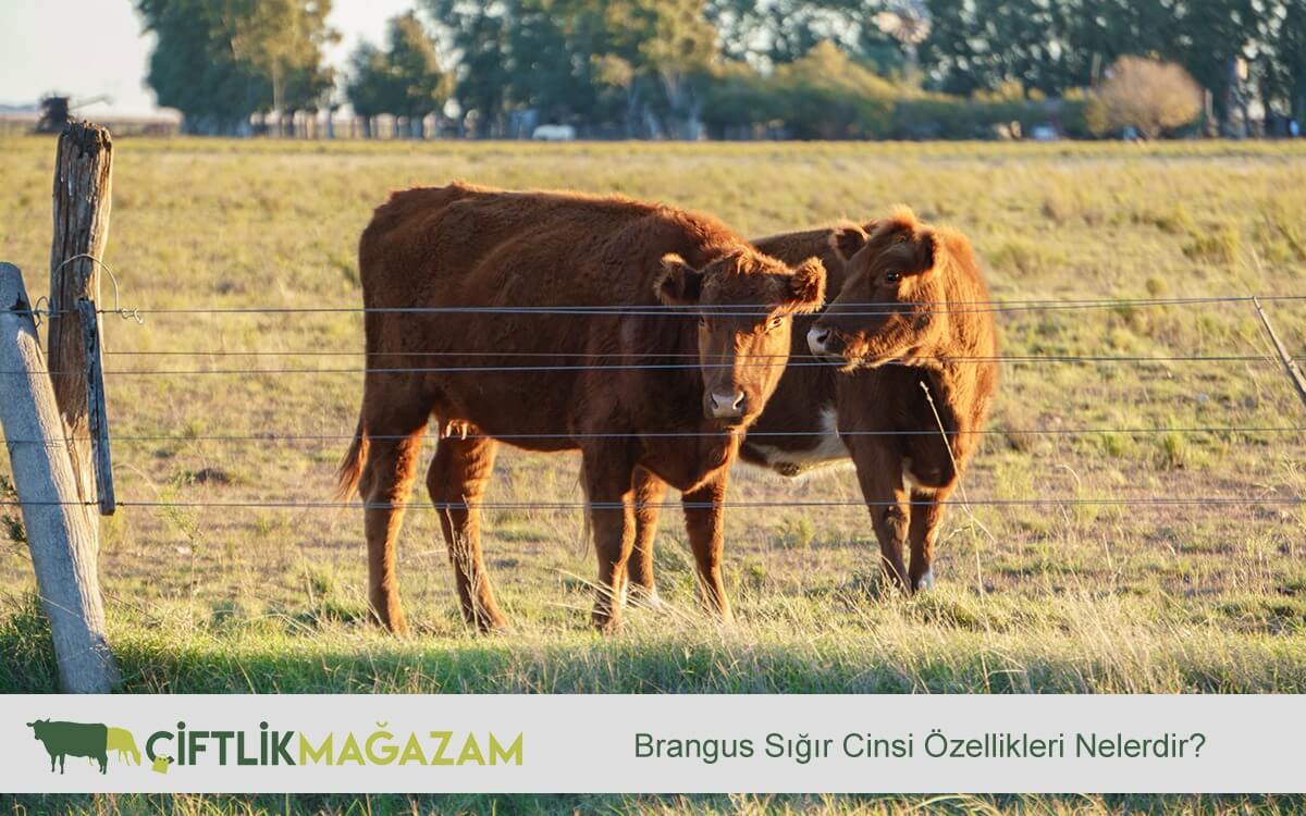 brangus sığır