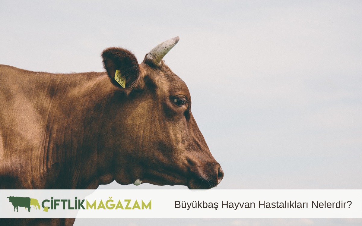 büyükbaş hayvan hastalıkları