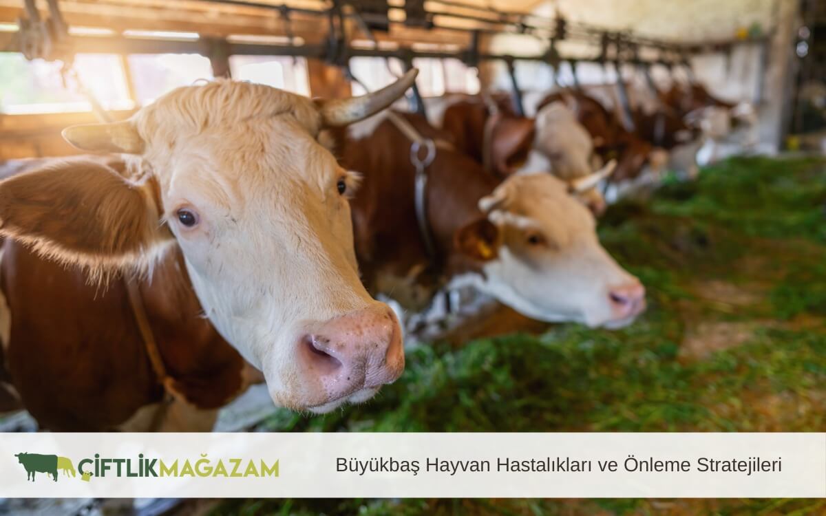 Büyükbaş Hayvan Hastalıkları