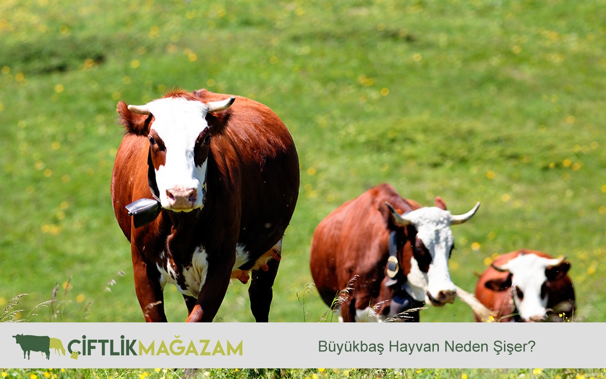 büyükbaş hayvan