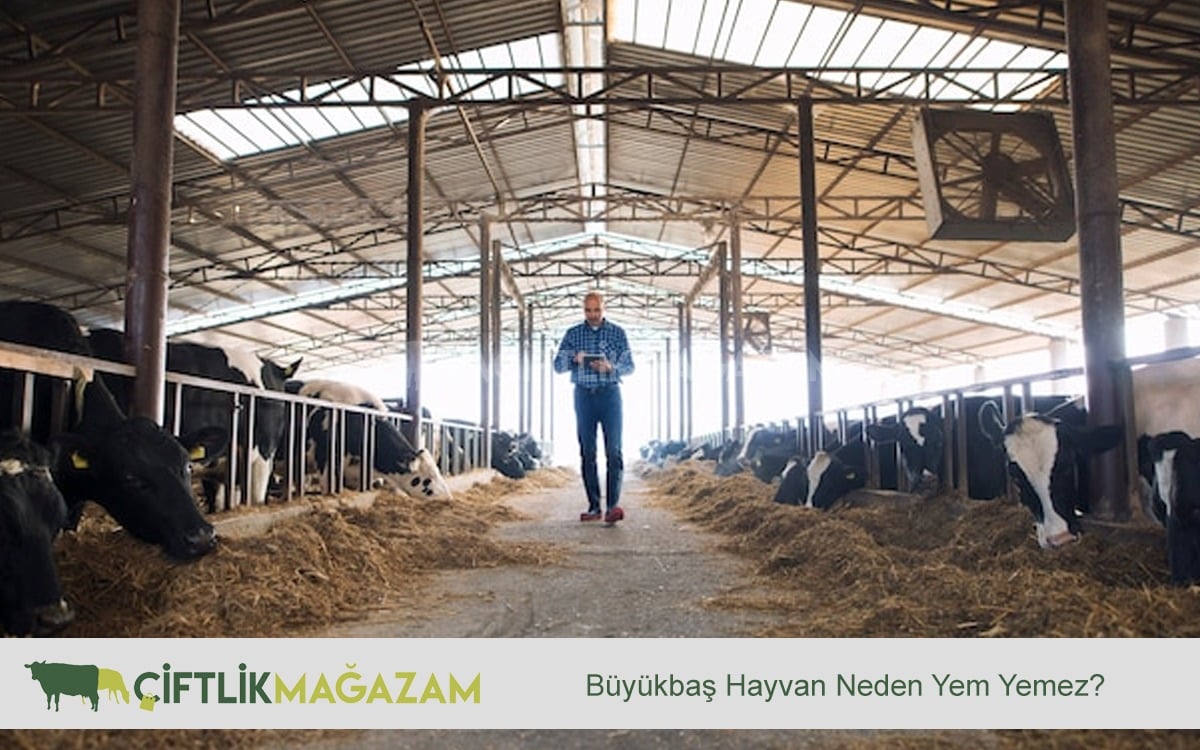 büyükbaş hayvan