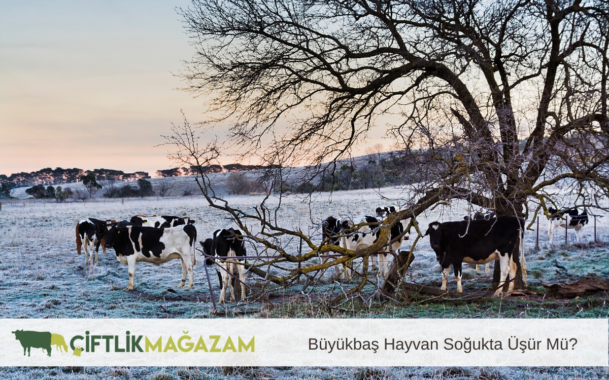 büyükbaş hayvan