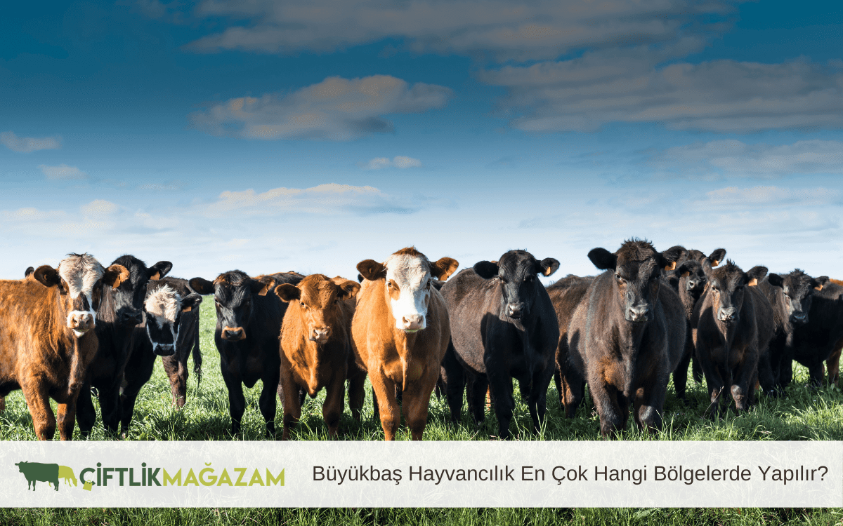 büyükbaş hayvancılık