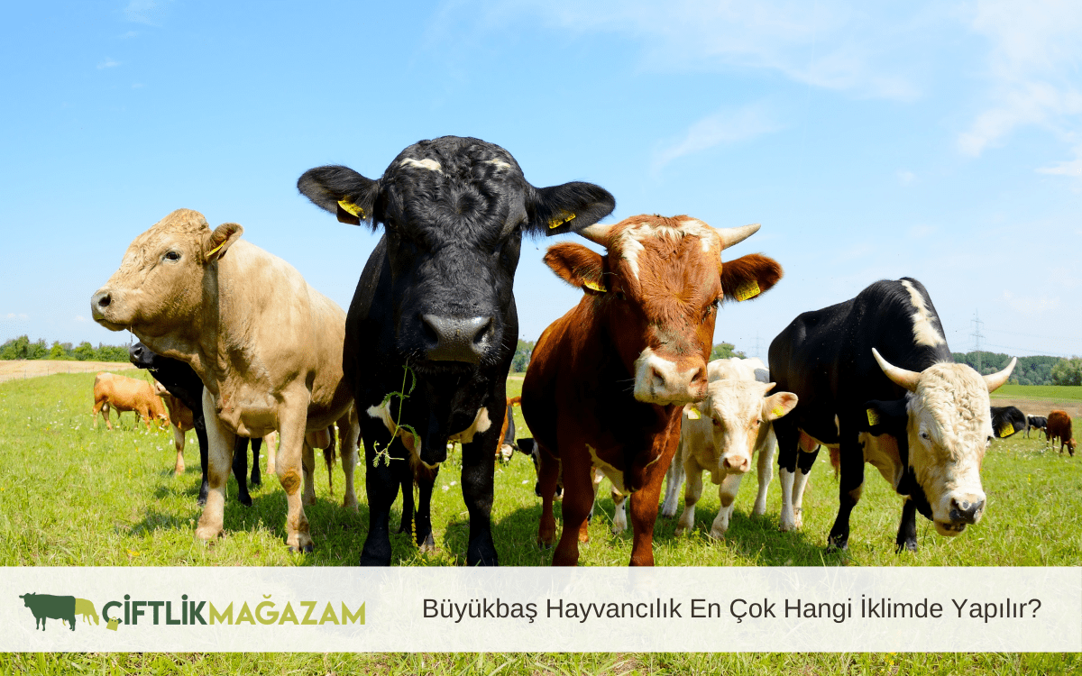 büyükbaş hayvancılık