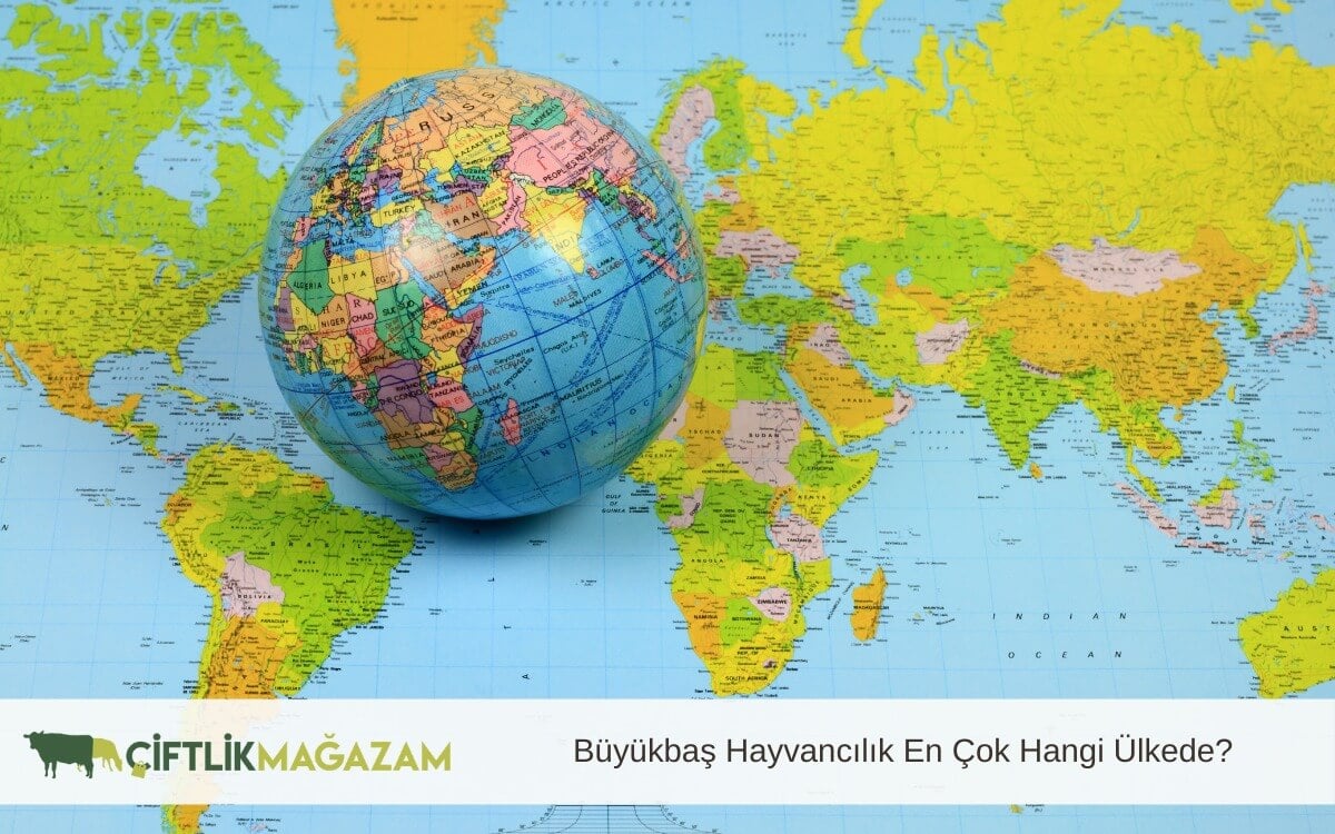 büyükbaş hayvancılık