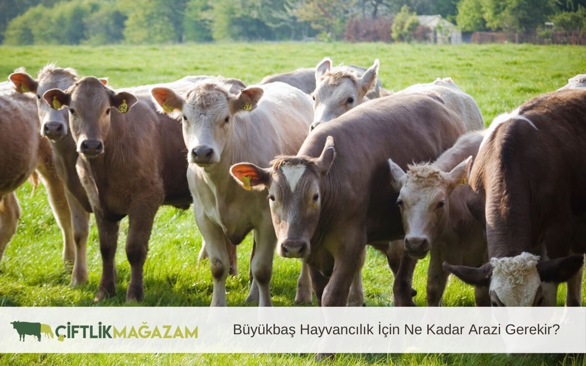 büyükbaş hayvancılık