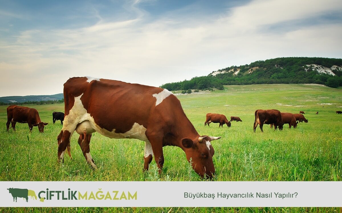 büyükbaş hayvancılık