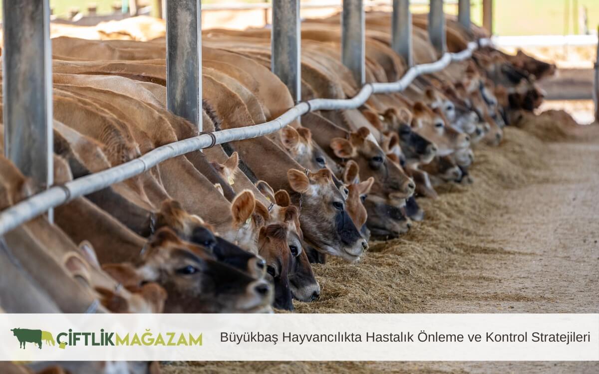 büyükbaş hayvancılıkta hastalık önleme ve kontrol
