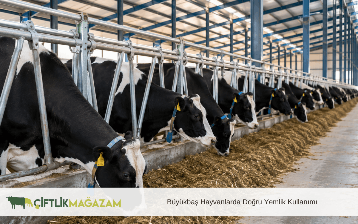 büyükbaş hayvanlarda doğru yemlik kullanımı