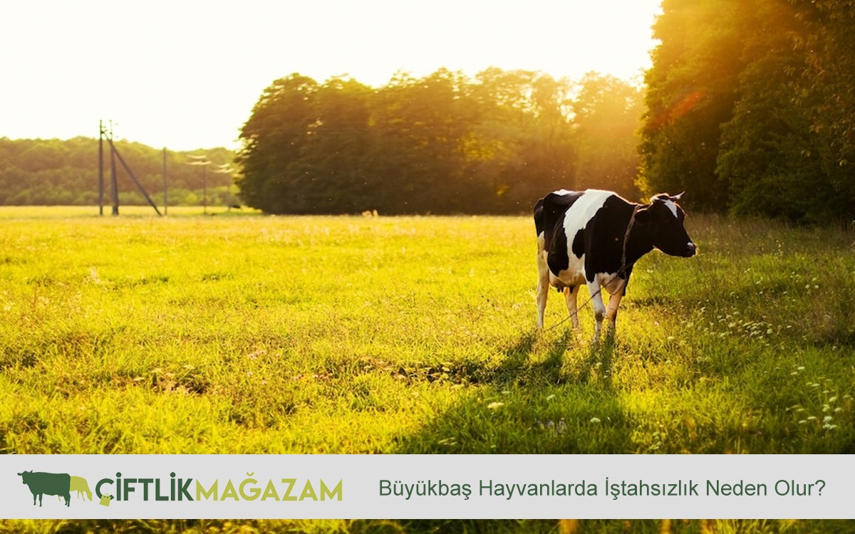 büyükbaş hayvanlarda