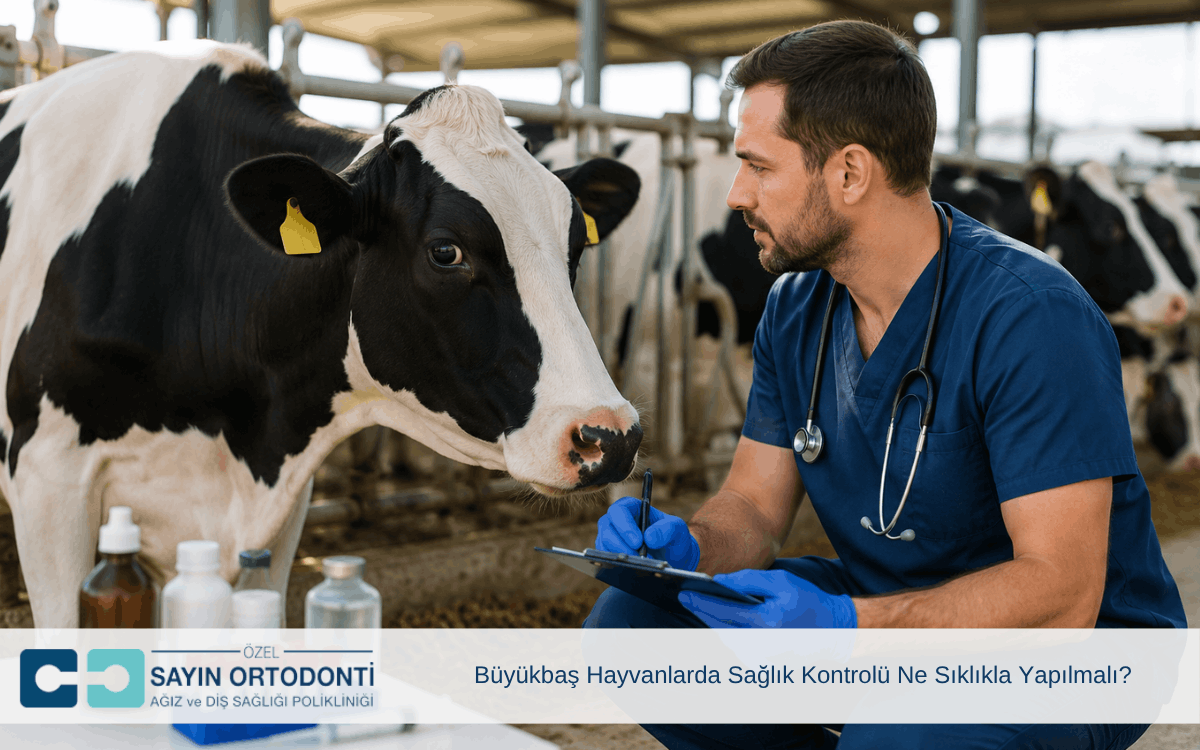 büyükbaş hayvanlarda sağlık kontrolü ne sıklıkla yapılmalı