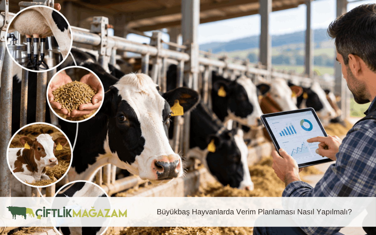 büyükbaş hayvanlarda verim planlaması nasıl yapılmalı